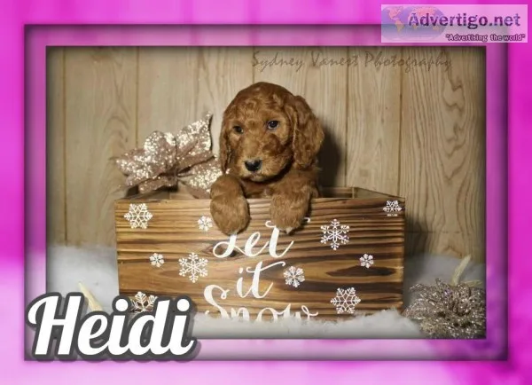Heidi Female AKC Standard Poodle