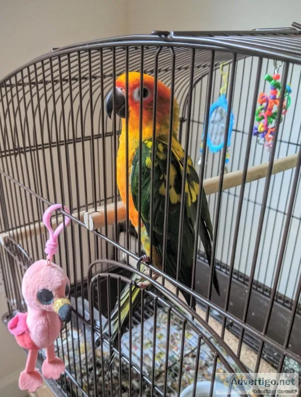 Sun Conure rehome