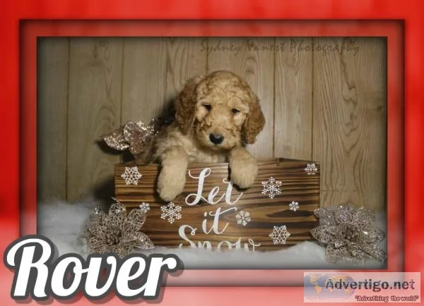 Rover Male AKC Standard Poodle