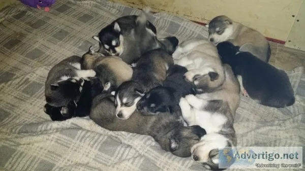 Sheperd x husky pups 4 sale
