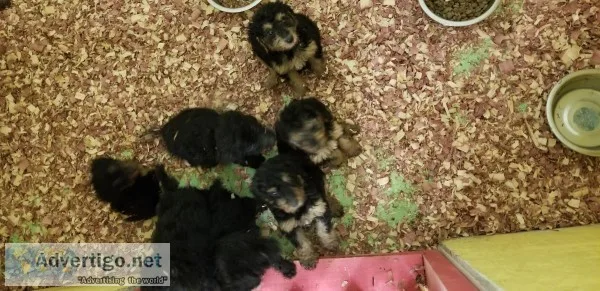 Standard poodle pups
