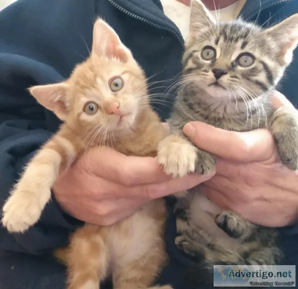 Free kittens