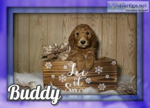 Buddy Male AKC Standard Poodle