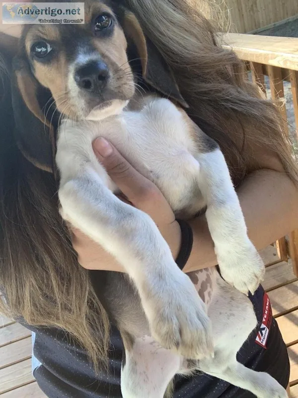 Biscuit the Beagle