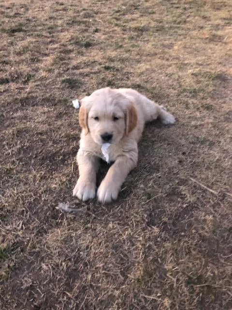 Golden Retriever Puppies available 111619