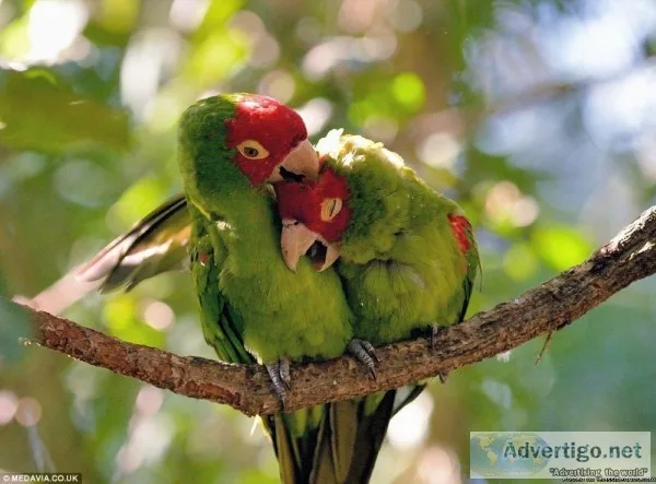 love birds