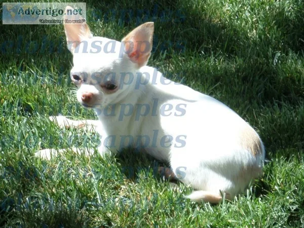 Apple Head Young Adult Female Chihuahua