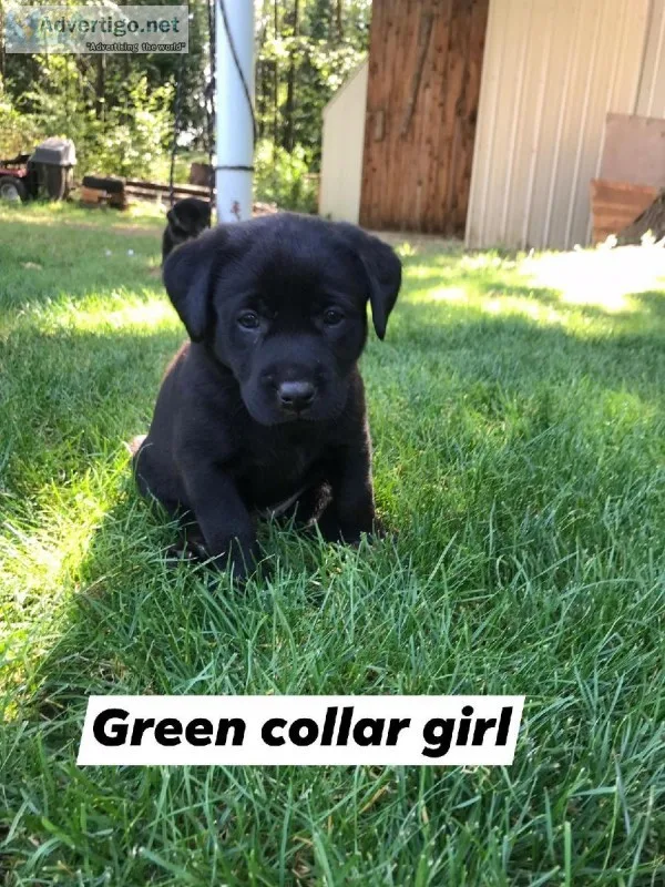 Black lab Pups