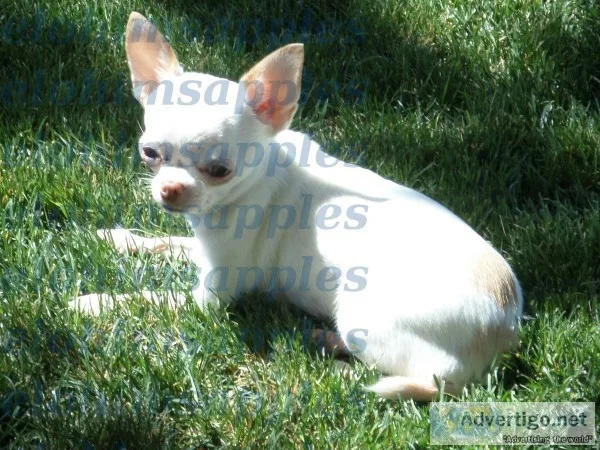 Tiny Apple Head Adult Female Chihuahua