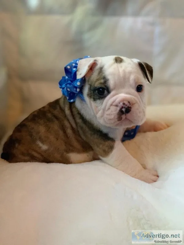 Full blooded AKC English Bulldog puppies