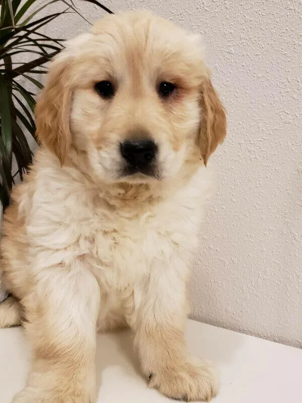 Golden Retriver Puppies