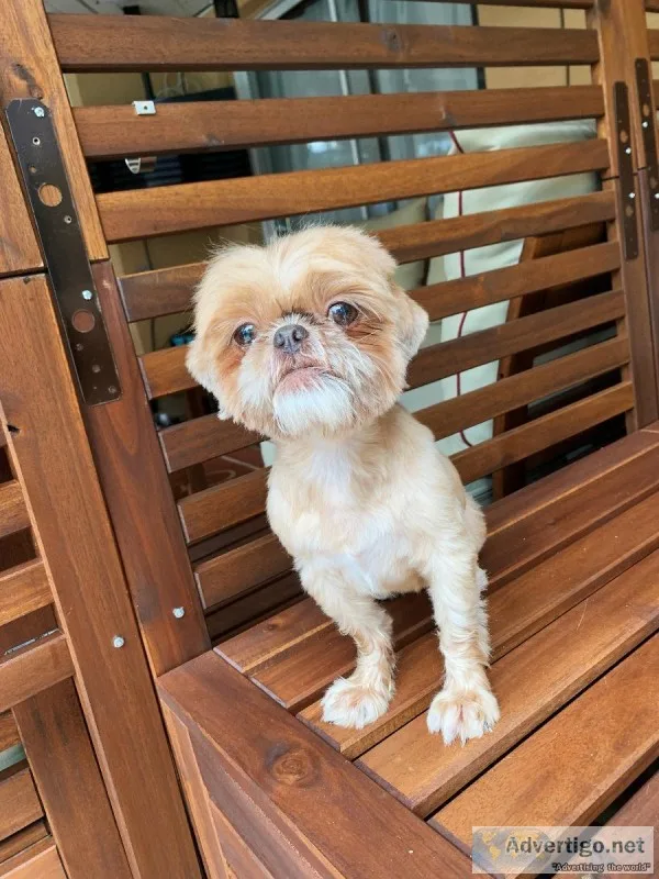Looking to &rdquorehome our Shih tzu&rdquo