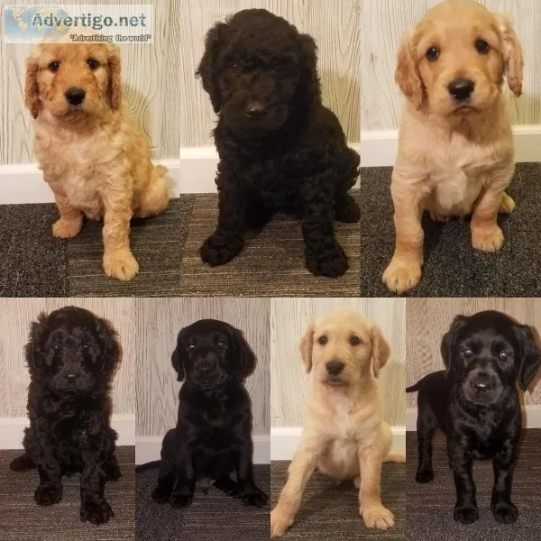 Labradoodles