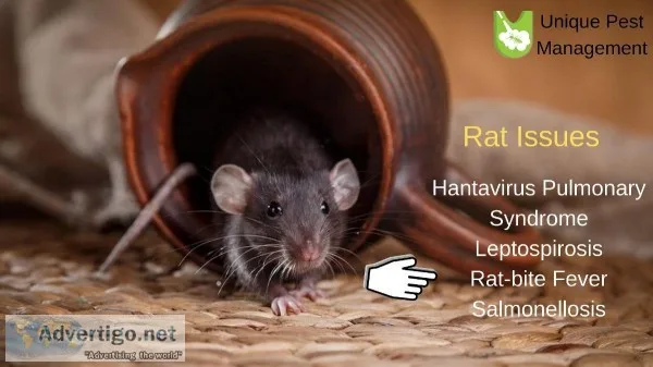 Bed bugs control services in Chennai