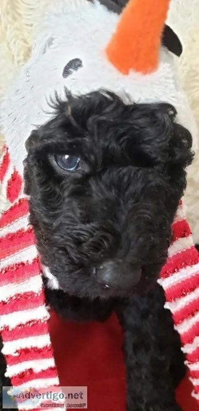Beautiful Standard Poodle Puppies