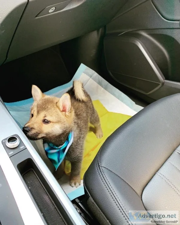 Male Shiba-Inu Puppy
