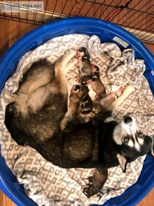 Pure bred Husky Puppies
