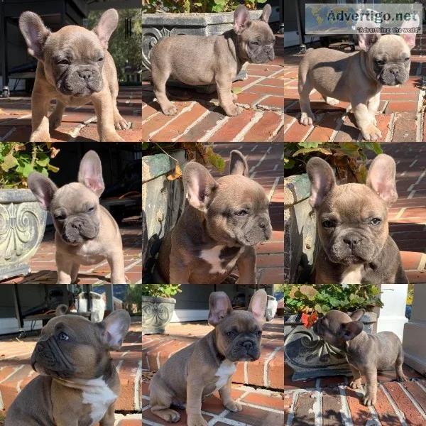 French Bulldog Puppies