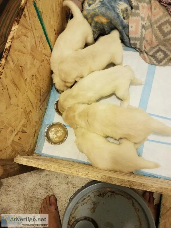 GREAT WHITE PYRANEES PUPPIES 2 FEMALES 3 MALES