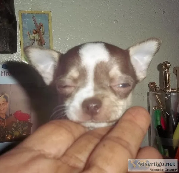 Apple Head Tiny Female Chocolate n White