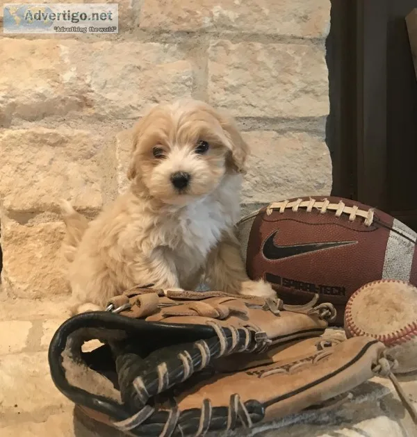 Maltese mix