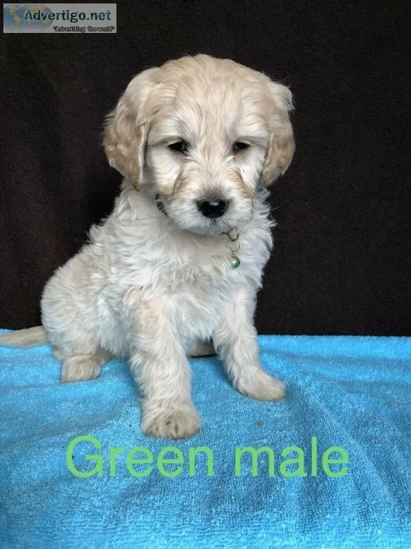 Adorable Goldendoodles Ready for their new homes 4 left