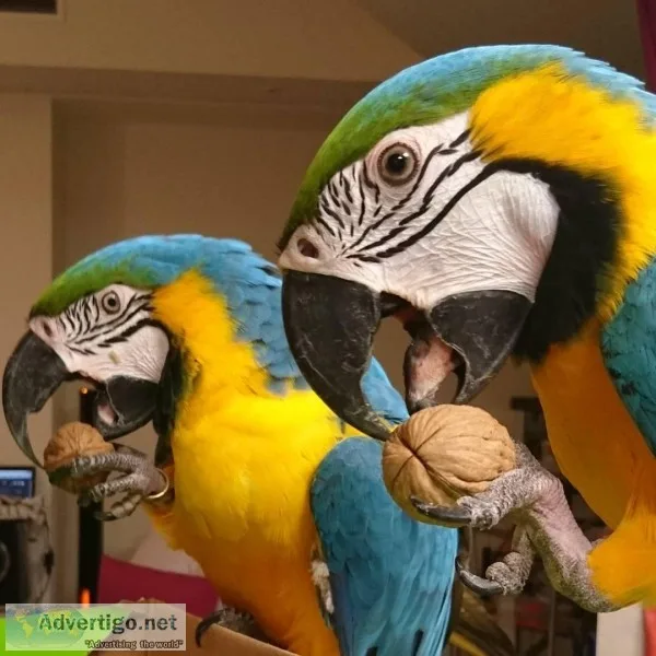 Talking pair of macaw parrots for sale