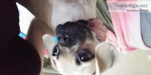 Puggle