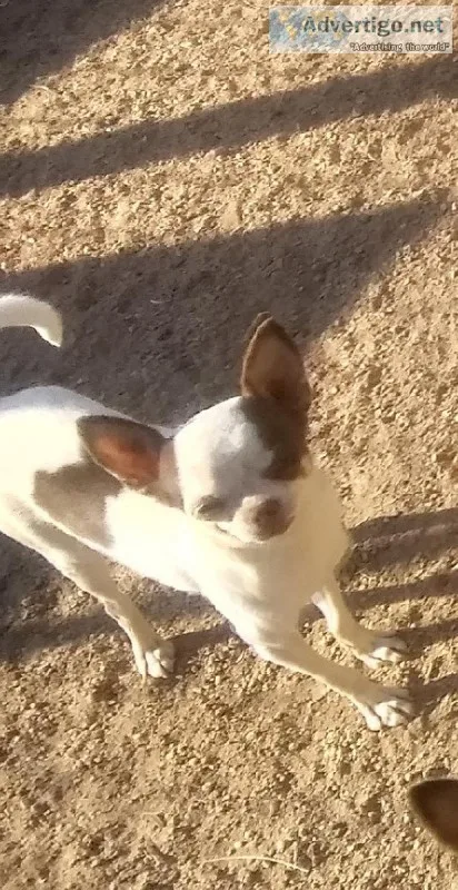 AKC Young Adult Female Chocolate n White Female