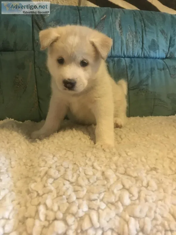 Huskita Puppies 6 weeks