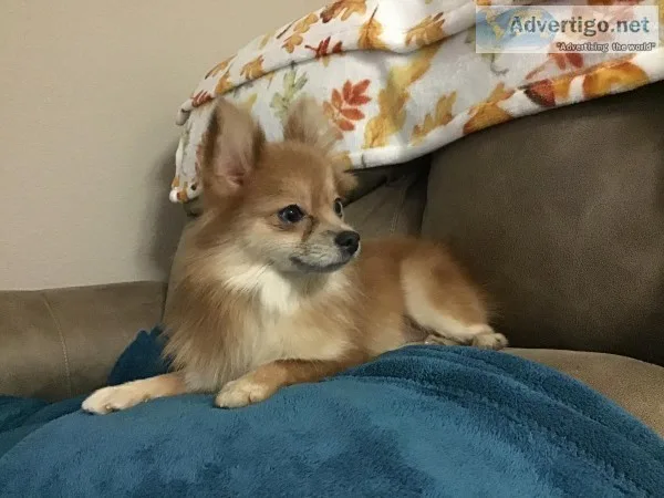 Orange Merle Pomeranian female