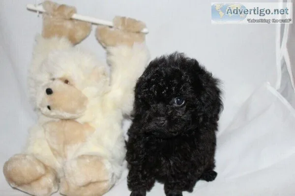 Toy Poodles - Ready to Go
