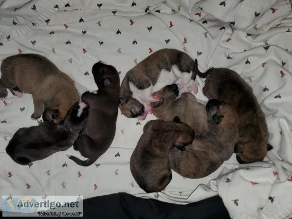 Mastiff malamute mix pups