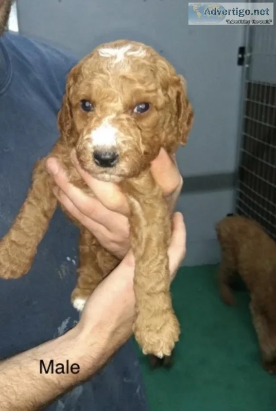 AKC Red Miniature Poodles