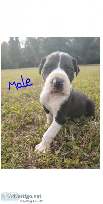 Great Dane Puppies