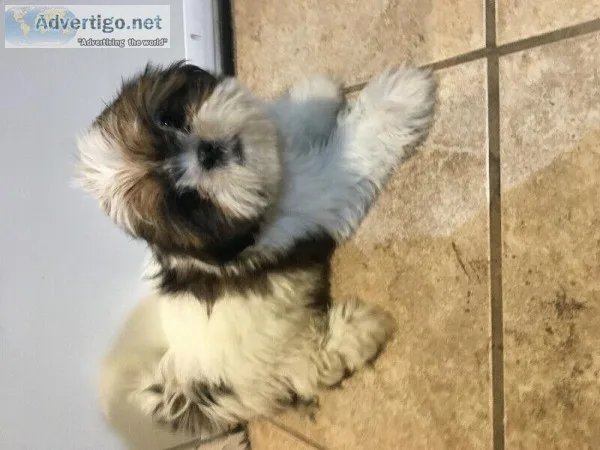 Very sweet Shih Tzu puppies