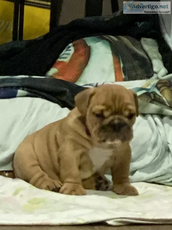 AKC English Bulldog Puppies