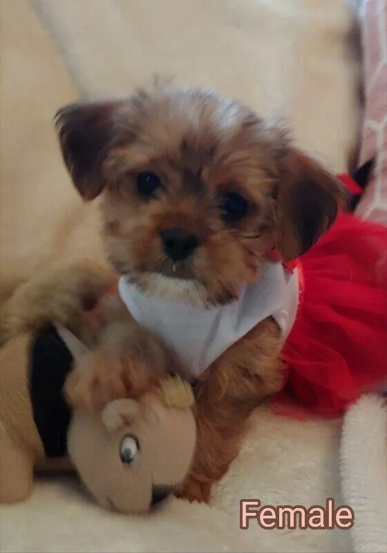 BEAUTIFUL SHORKIE PUPPIES