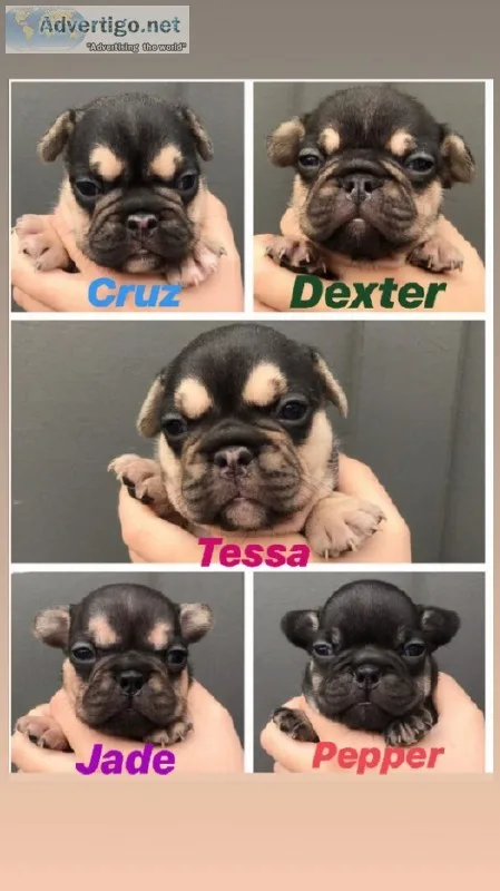 French Bulldog puppies