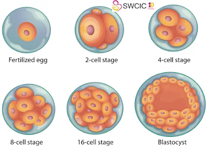 IVF Procedure Cost in India