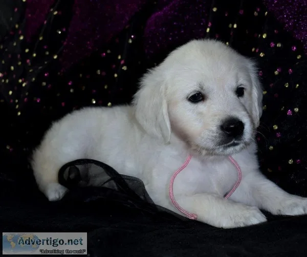 English Cream Golden Retriever Puppies( 8 weeks old ready to go 
