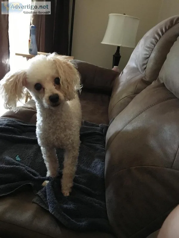 CKC Toy poodle