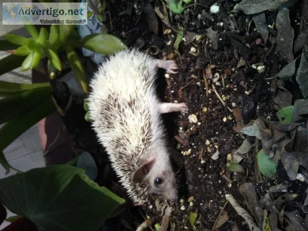 Hedgehogs