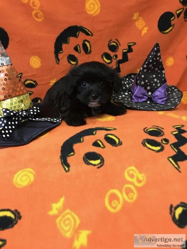 Female Yorkie-Poo Puppy