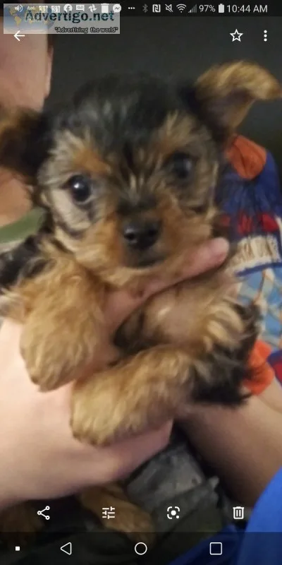 2 Female Yorkies