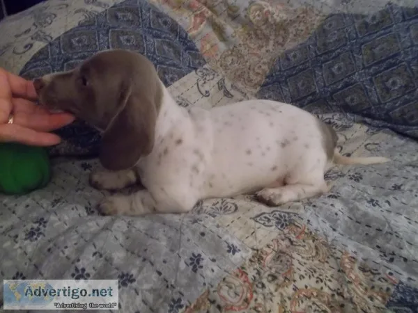 Blue eyed dachshund &quotDasher&quot