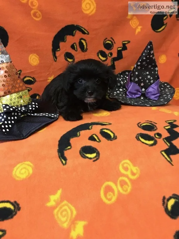 Female Yorkie-Poo Puppy