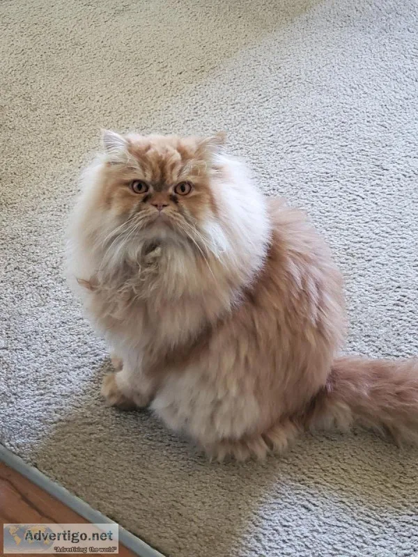Persian Adult Male
