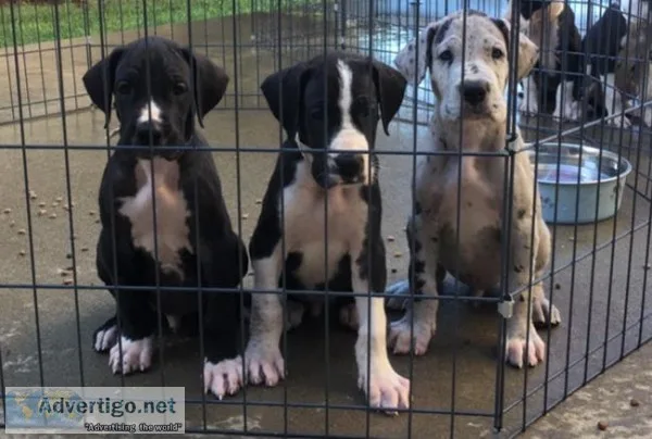 Great Dane puppies