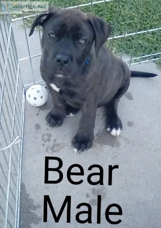 Bullmastiff Bully Pups-rare